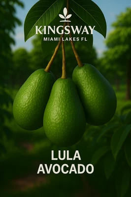 Árbol de aguacate injertado raro auténtico LULA 3 g 2-4 pies de alto 3 galones Foto 1 de 4