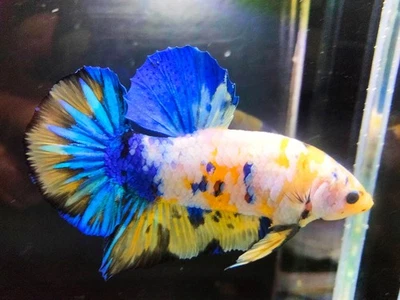 Live Betta Fish Giant Yellow Galaxy HMPK Male Highquality BigSize - Image 1 of 4