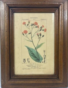 Emilia Scarlatta Officinale antiker botanischer Druck auf Papier mit Rahmen - Bild 1 von 6
