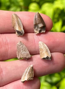 Rare Majungasaurus Premax Dinosaur Teeth Fossils LOT OF 5 Madagascar Theropod - Picture 1 of 9