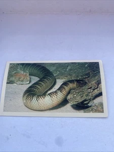 1988 Players Doncella The Living Ocean No.25 Sea Krait - Picture 1 of 2