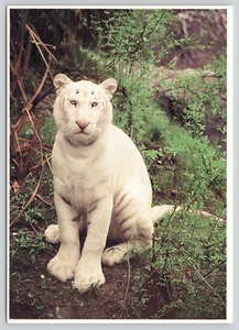 Postal Tigre Blanco Audubon Park Jardín Zoológico Nueva Orleans Panthera tigris - Imagen 1 de 2