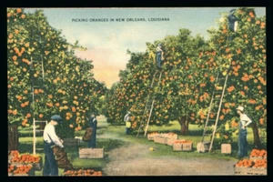 Postcard: New Orleans LA oranges are in demand. Pickers in an orange grove. D2 - Picture 1 of 2