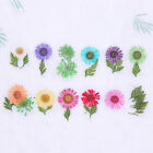 Nail Art Sticker Flower Stickers Chrysanthemum Decal Manicure