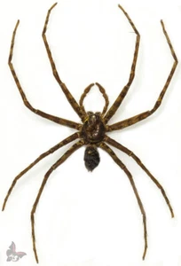 Spider(Araneae) No.9,from Malaysia, UNMOUNTED - Picture 1 of 1