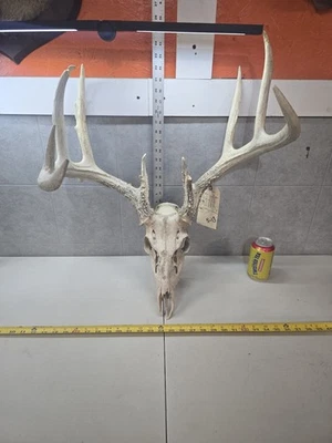GRANDE Salvaje 11pt 157-7" Cola Blanca Ciervo Calavera Decoración Europea Hombre Cueva Taxidermia Buck Foto 1 de 4