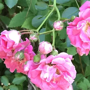 Pink Seven Sisters Heirloom Climbing Rose Bare Root Live Plants 8-12" Starts - Picture 1 of 6