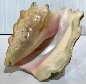 7" Long 6" Wide 3 1/2" Tall Conch Sea Shell Atlantic Ocean Pink Inside Weathered - Picture 1 of 8