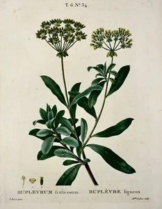 1801 Hasenohren, Botanik, Bessa, Dufour, Folio Stipple Gravur, Hand Ausführung - Picture 1 of 3