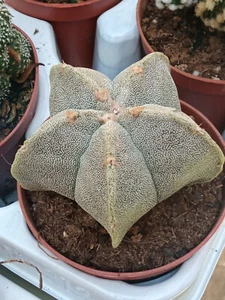 Astrophitum myrostigma planta suculenta raiz maceta 5 cm - Imagen 1 de 1