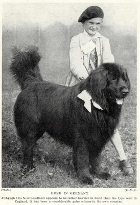 Ньюфаундленд «Германия» - 1934 винтажный собаки искусства "фото" печати - заказ матовый - Изображение 1 из 3