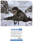 Photo dédicacée signée Andy Serkis « Planète des singes » 8x10 PREUVE APECA A