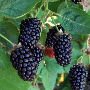 3 Blackberry Plants "Caddo"-Thornless (3 Lrg 1 Year Old Plug Plants) Zones: 5-9 - Picture 1 of 10