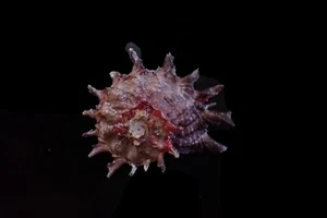 Sea shell -  Angaria aculeata - 45mm - NICE COLOR!! - Picture 1 of 3