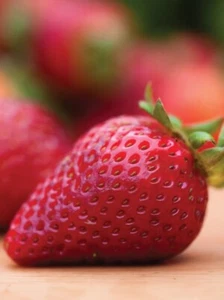Strawberry, Earliglow 1 Plant - Picture 1 of 1