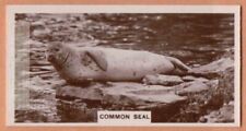 Common Seal Marine Ocean Mammal 1920s Ad Trade Card