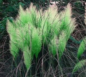 10 Seeds Green Pampas Grass Seeds Rare Unusual Stunning flower - Picture 1 of 1