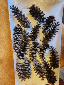 Natural Pinecones off the Farmland -Set of 12-15 - Picture 1 of 2