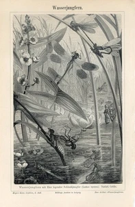 1895 EMERALD DAMSELFLY SPREADWING DRAGONFLY CIRCLE LARVA Antique Engraving Print - Picture 1 of 1