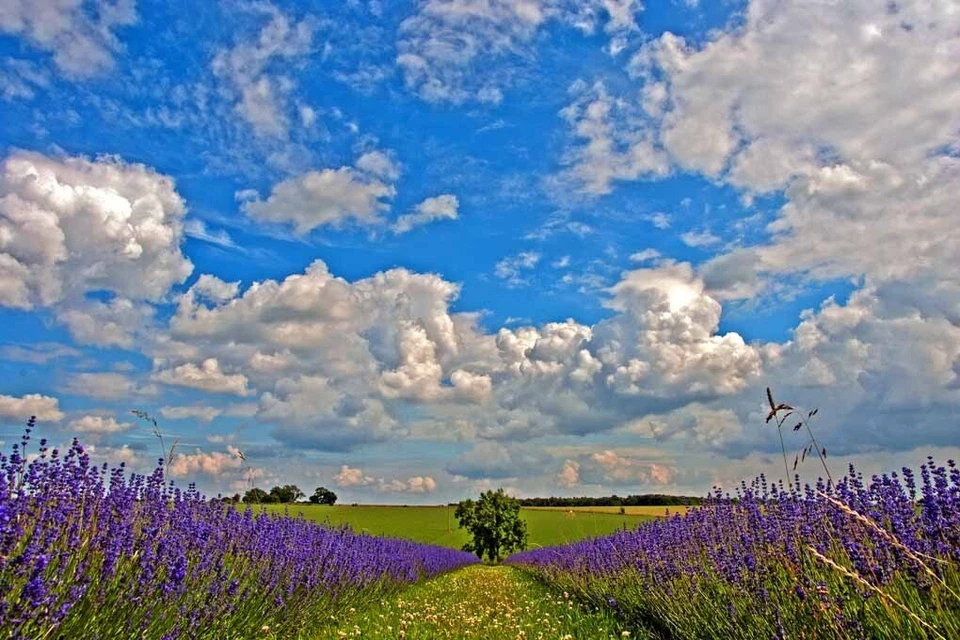 Lavender Field Purple Flowers Cotswolds UK Photograph Picture Print — 第 1/1 张图片