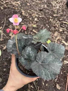Begonia U485 - Bild 1 von 2