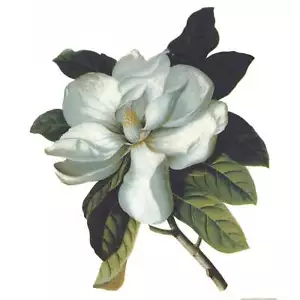 Flowers White Magnolia Overglaze Ceramic Decals - Picture 1 of 7