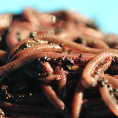 Rastreadores nocturnos africanos vivos de 1 lb - ENVÍO GRATUITO Foto 1 de 4