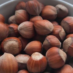 Nocciola Catalano 2L - Prolifico e molto facile da coltivare - Foto 1 di 4