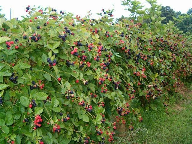 NORTH CAROLINA, Wild Blackberry (thimble berry) UNCULTIVATED 3 plants - Image 1 of 4