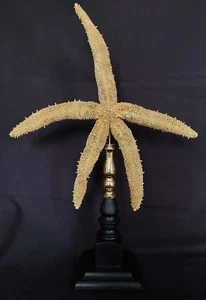 Kuriositätenkabinett Seestern katalanische Thromidia auf Sockel - Bild 1 von 6