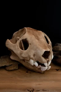 Australian Lion (Thylacoleo) Full Sized Large Skull-Replica - FREE delivery - Bild 1 von 4