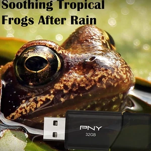 Soothing Tropical Frogs after Rain (Relaxation & Sleep Aid) on 16GB USB - Foto 1 di 1