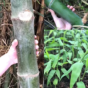1 kg Riesenbambus Samen , dentrocalamus strictus, Bulk - Bild 1 von 1