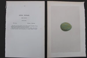 Birds, Nests, Eggs, F.O.Morris, 1875 - Picture 1 of 3