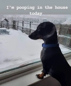 Funny Dog Dachshund Pooping Inside Refrigerator / Tool Box Magnet - Picture 1 of 1