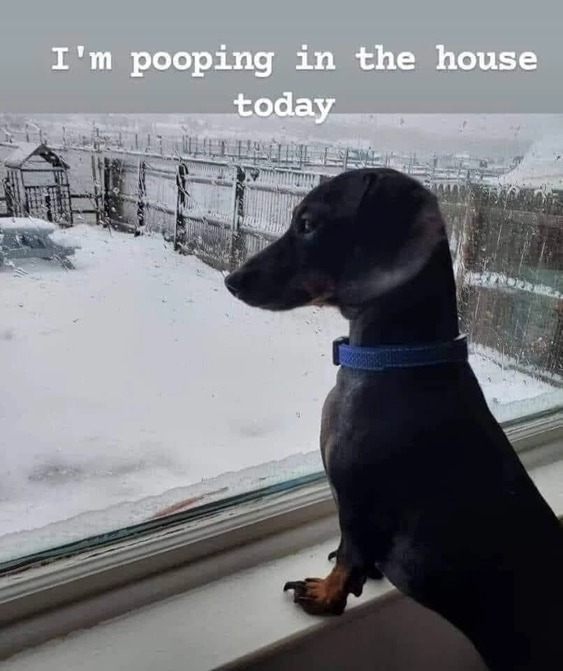 Funny Dog Dachshund Pooping Inside Refrigerator / Tool Box Magnet - Image 1 of 1