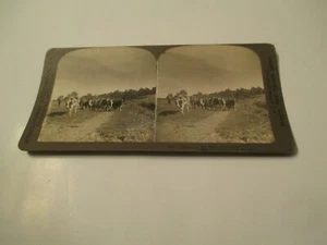 Down on the Farm in Illinois IL Cows CA Stereoview Card - Picture 1 of 3