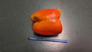 Big Red Sweet Pepper Seeds – Capsicum annuum – Heirloom Variety – Mild Flavor - Bild 1 von 2