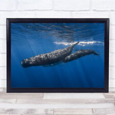 Whale Underwater Mauritius Sperm Whales Family Surface Light Wall Art Print