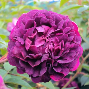 Gallica L'Eveque Historische Rose im großen XXL 7,5 Liter Topf - Bild 1 von 2