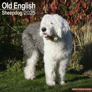 Calendrier 2025 - BOBTAIL - Picture 1 of 2