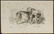 1867 - Chien lévrier & bull-dogue - Gravure ancienne - Cynologie & Zoologie