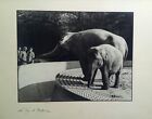 Fotografia originale "allo Zoo di Berlino" di Pietro Bertolone anni '30/40 