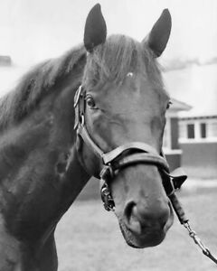 Champion Racehorse DAMASCUS Glossy 8x10 Photo Print Willie Shoemaker Poster
