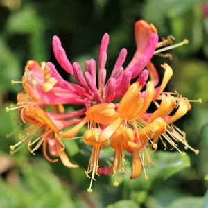 Honeysuckle Gold Flame Lonicera Heckrottii - XXL 3Lt Pot Flowering Climber - Picture 1 of 12