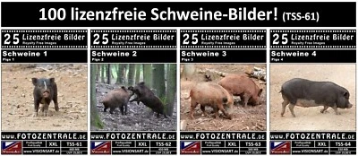 100 Lizenzfreie Profi-Bilder - Schweine - Royalty Free Photoshop - Bild 1 von 4