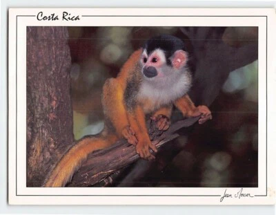 Postcard Squirrel Monkey Costa Rica - Image 1 of 2