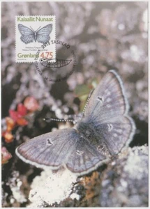 Greenland Maxi 1997, Arctic Blue (plebeijus franklinii) mint - Picture 1 of 1