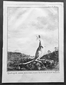 1774 Capt. Cook, S. Parkinson & G. Stubbs - Antique Print of a Kangaroo in 1770 - Picture 1 of 1