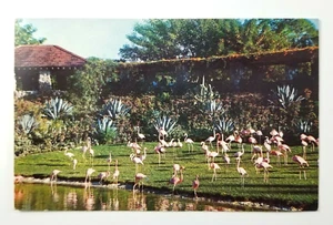 Vintage Parrot Jungle Florida Postcard Flamingos Posted 1959 - Picture 1 of 3